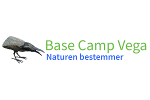 Basecamp Vega